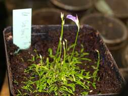 Imagem de Utricularia babui S. R. Yadav, Sardesai & S. P. Gaikwad