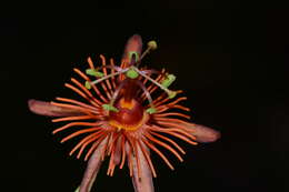 Passiflora jorullensis Kunth的圖片