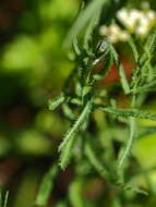 Achillea ptarmicoides Maxim. resmi