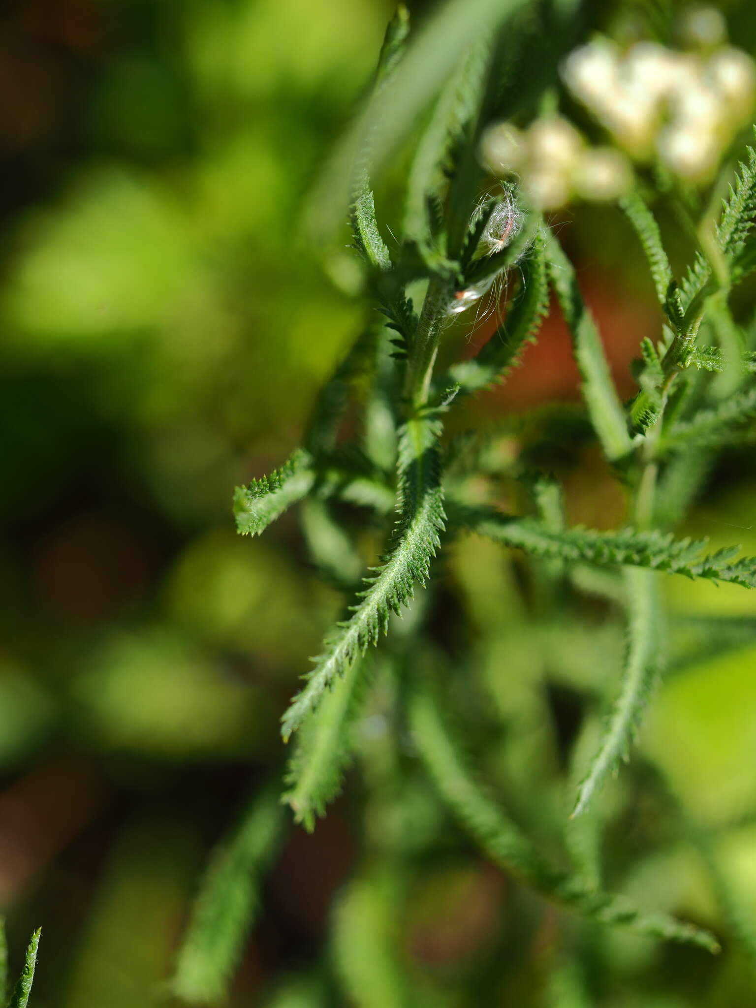 Sivun Achillea ptarmicoides Maxim. kuva