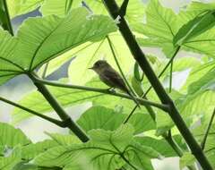 Image of Jamaican Pewee