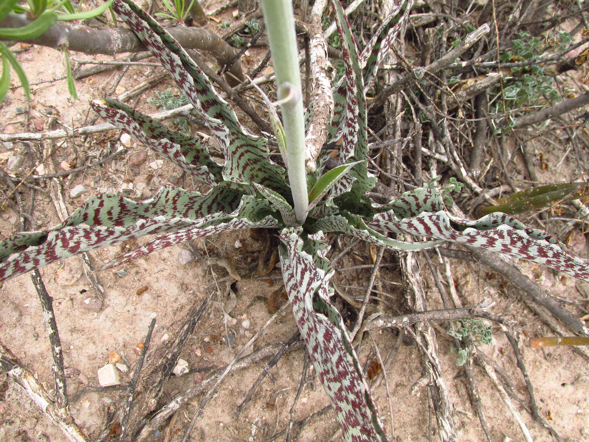 Plancia ëd Agave brunnea S. Watson