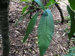 Image of Deeringia arborescens (R. Br.) Druce