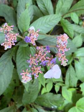 Imagem de Hydrangea densifolia (C. F. Wei) Y. De Smet & Granados