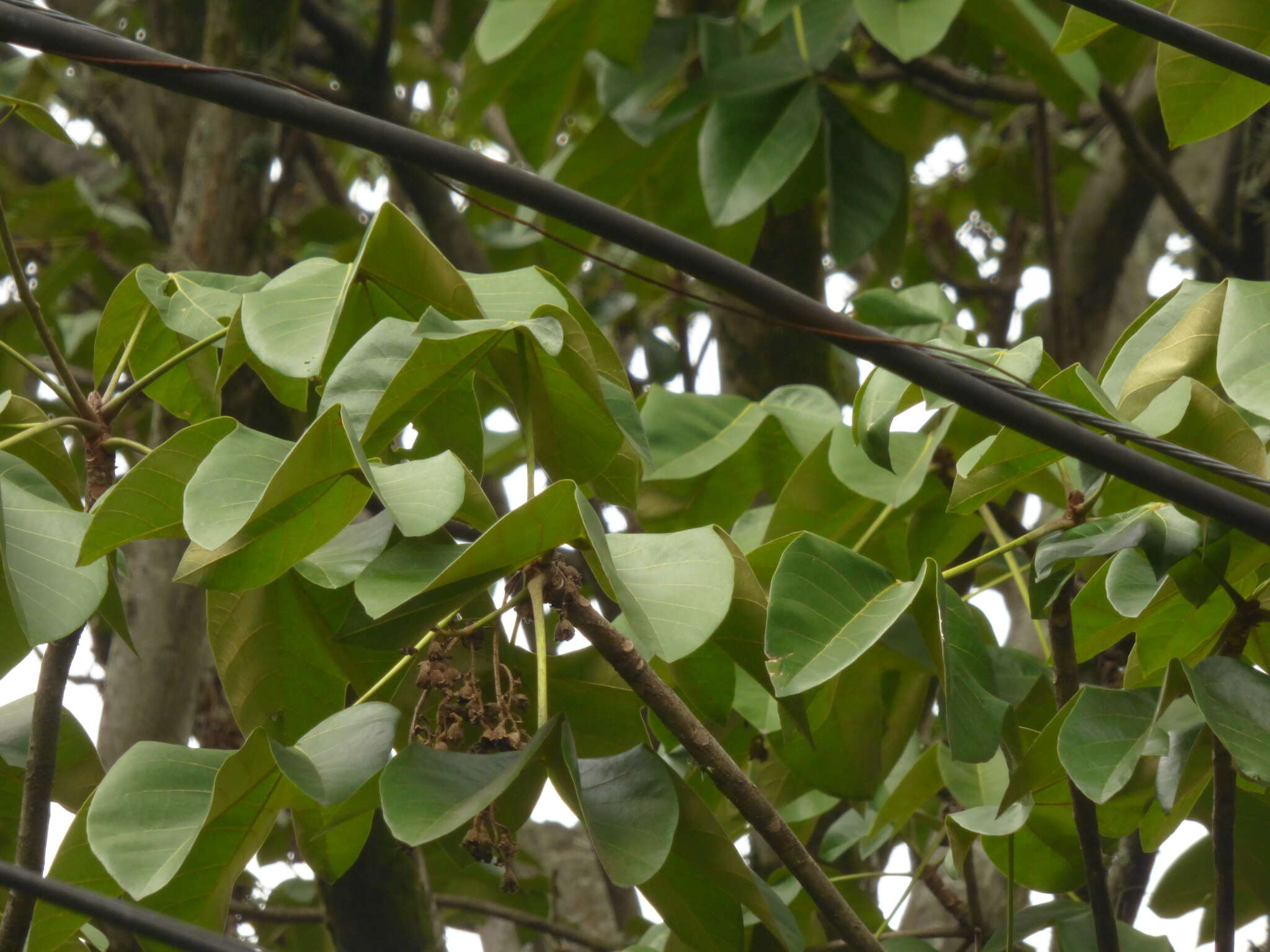 Слика од Sterculia apetala (Jacq.) Karst.