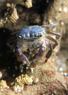 Image of striped shore crab