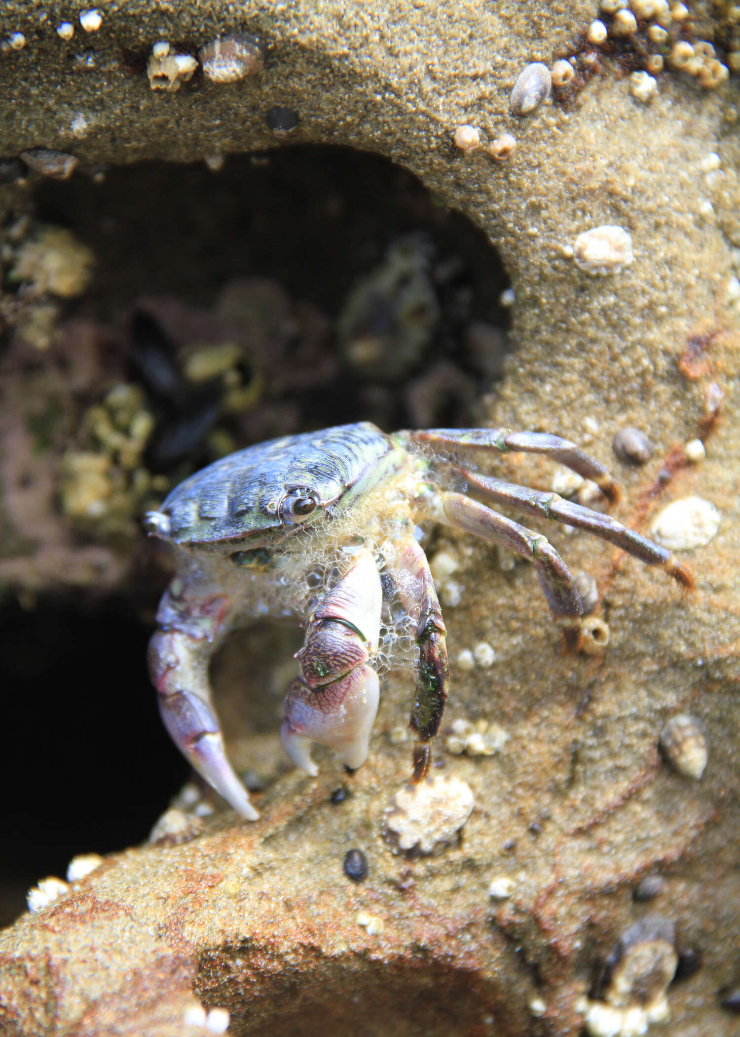 Image de Pachygrapsus crassipes Randall 1840