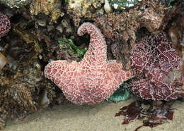 Image of ochre sea star