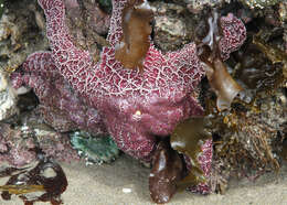 Image of ochre sea star