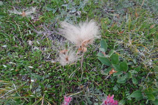 Imagem de Dryas integrifolia Vahl