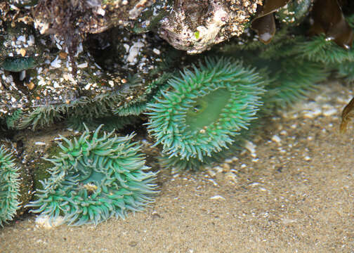 Image of giant green anemone