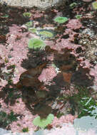 Image of giant green anemone