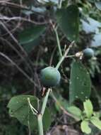 Image of Passiflora cuneata Willd.