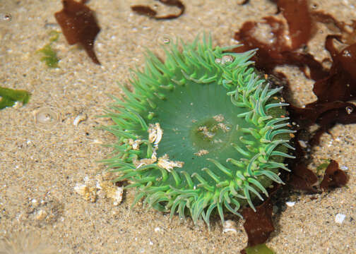 Image of giant green anemone