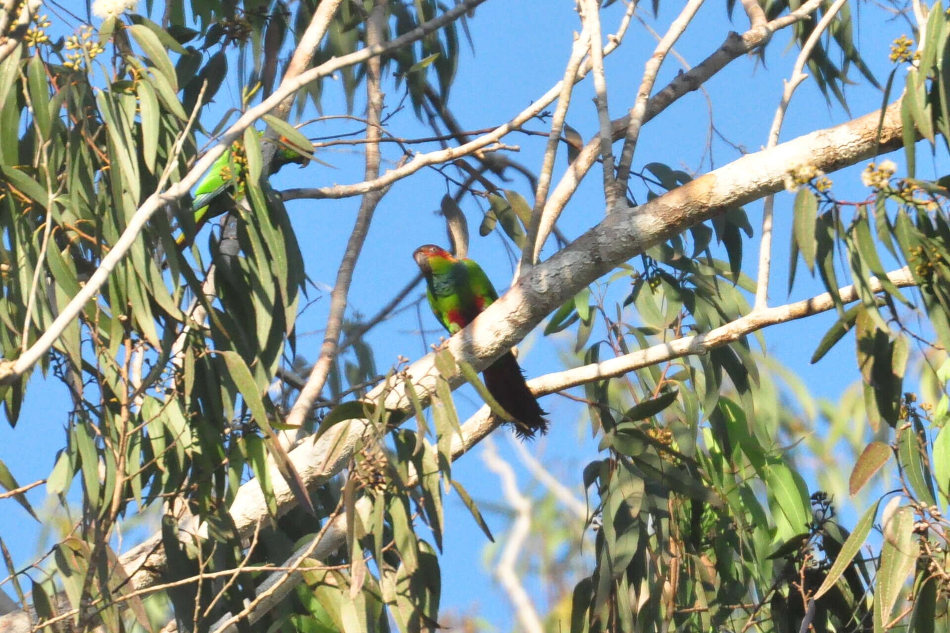 Image of Blue-throated Parakeet