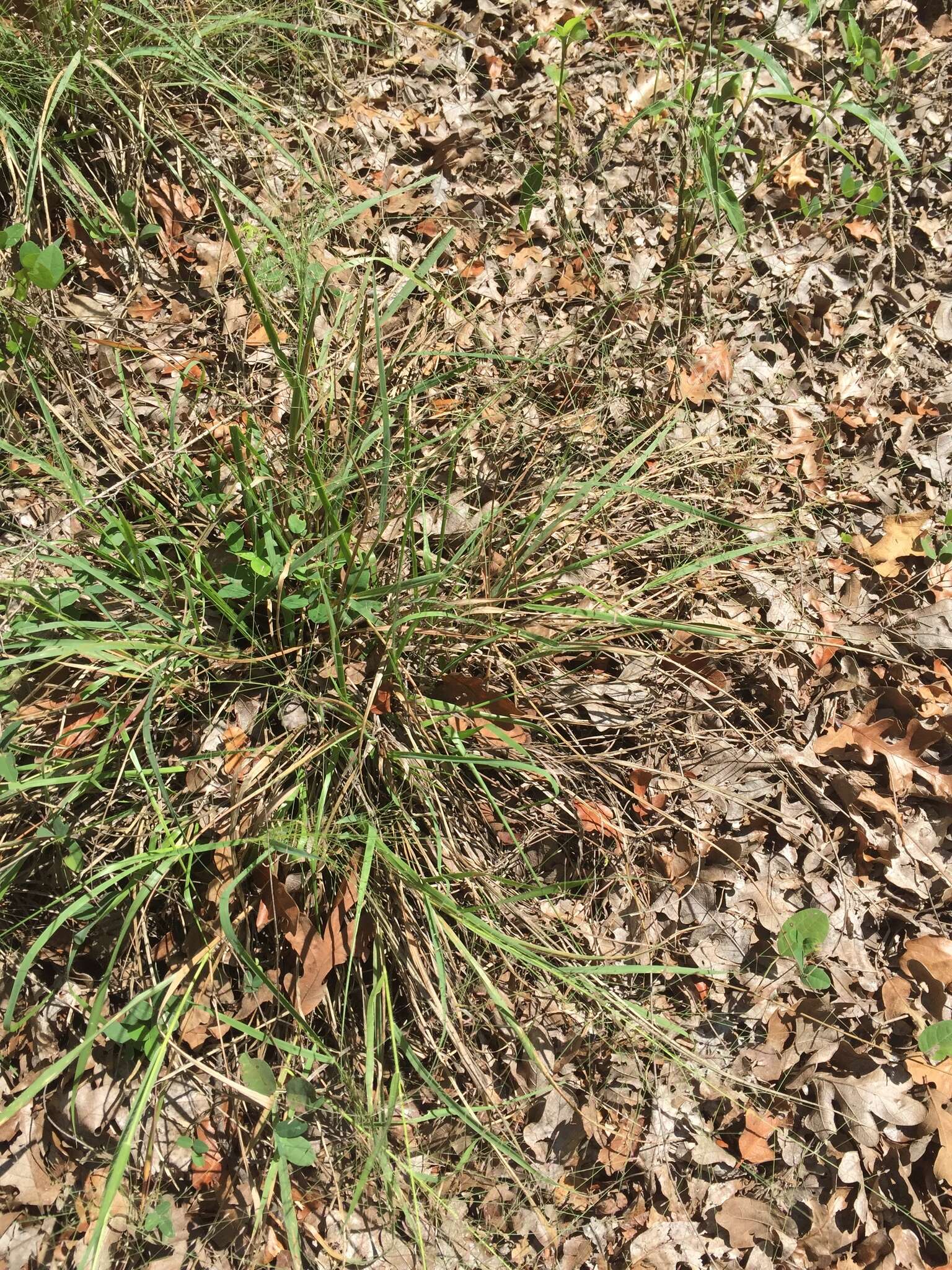 Eragrostis trichodes (Nutt.) Alph. Wood resmi