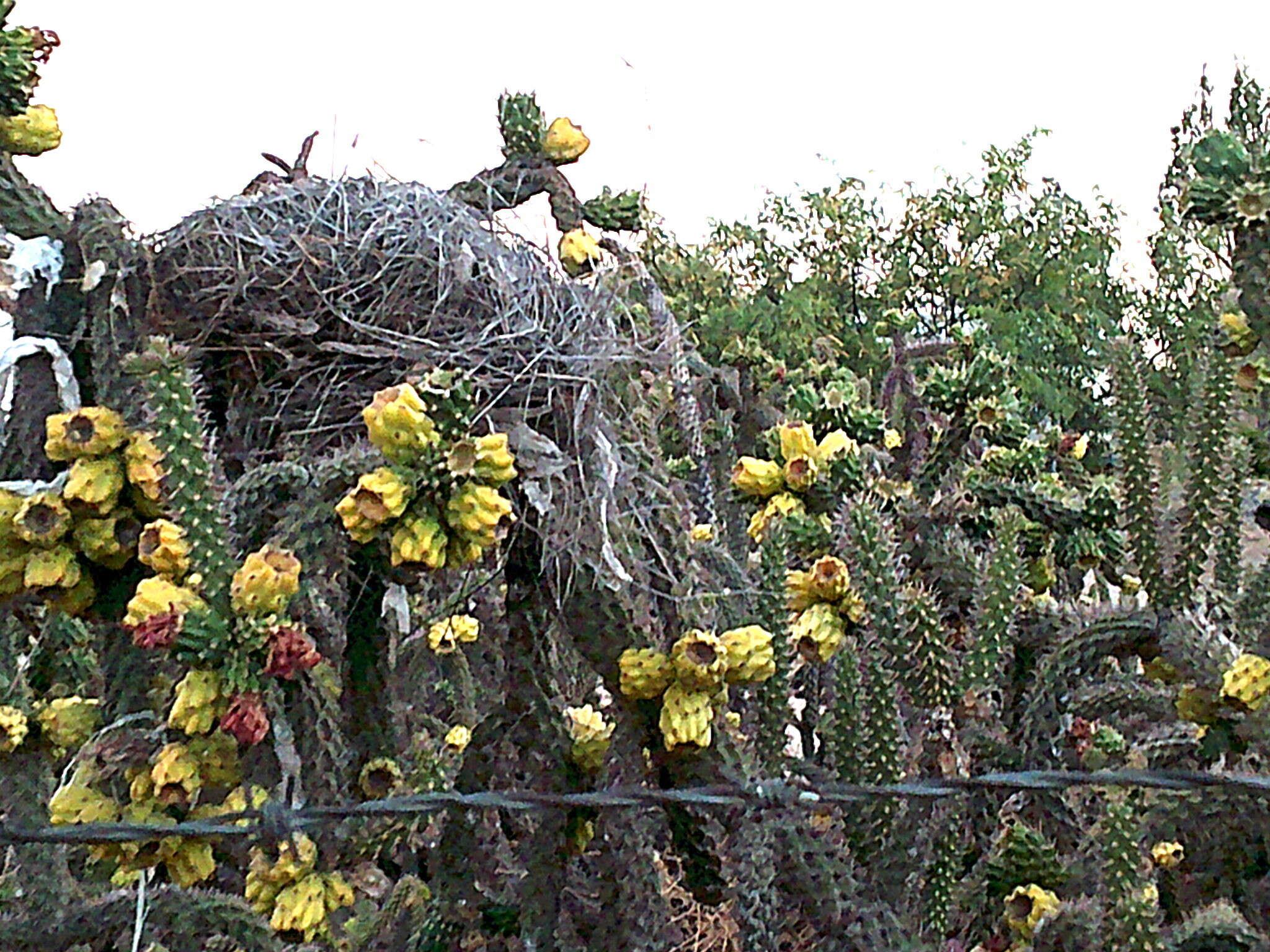 Image of Cylindropuntia imbricata subsp. spinosior