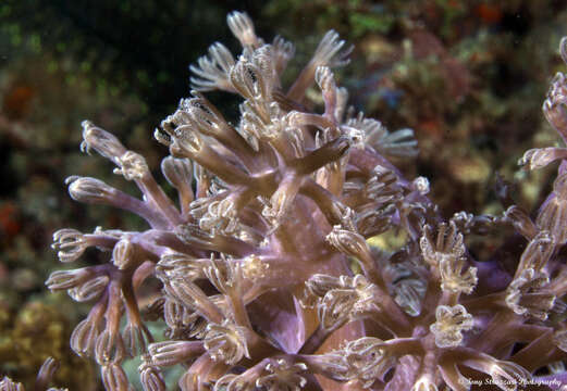 Image of Conglomeratusclera coerulea (May 1898)