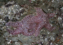 Image of ochre sea star