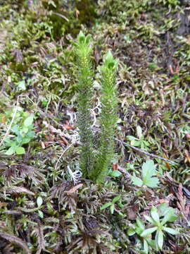 Image of Miyoshi's clubmoss