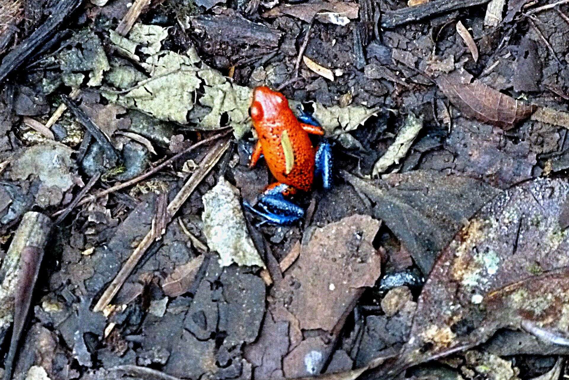 Image of Flaming Poison Frog