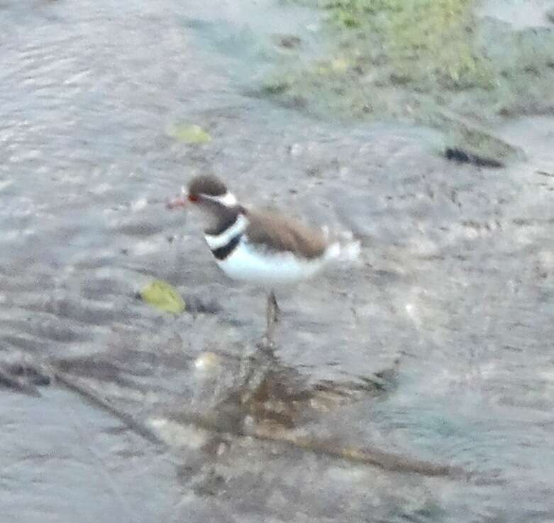 Слика од Charadrius tricollaris tricollaris Vieillot 1818