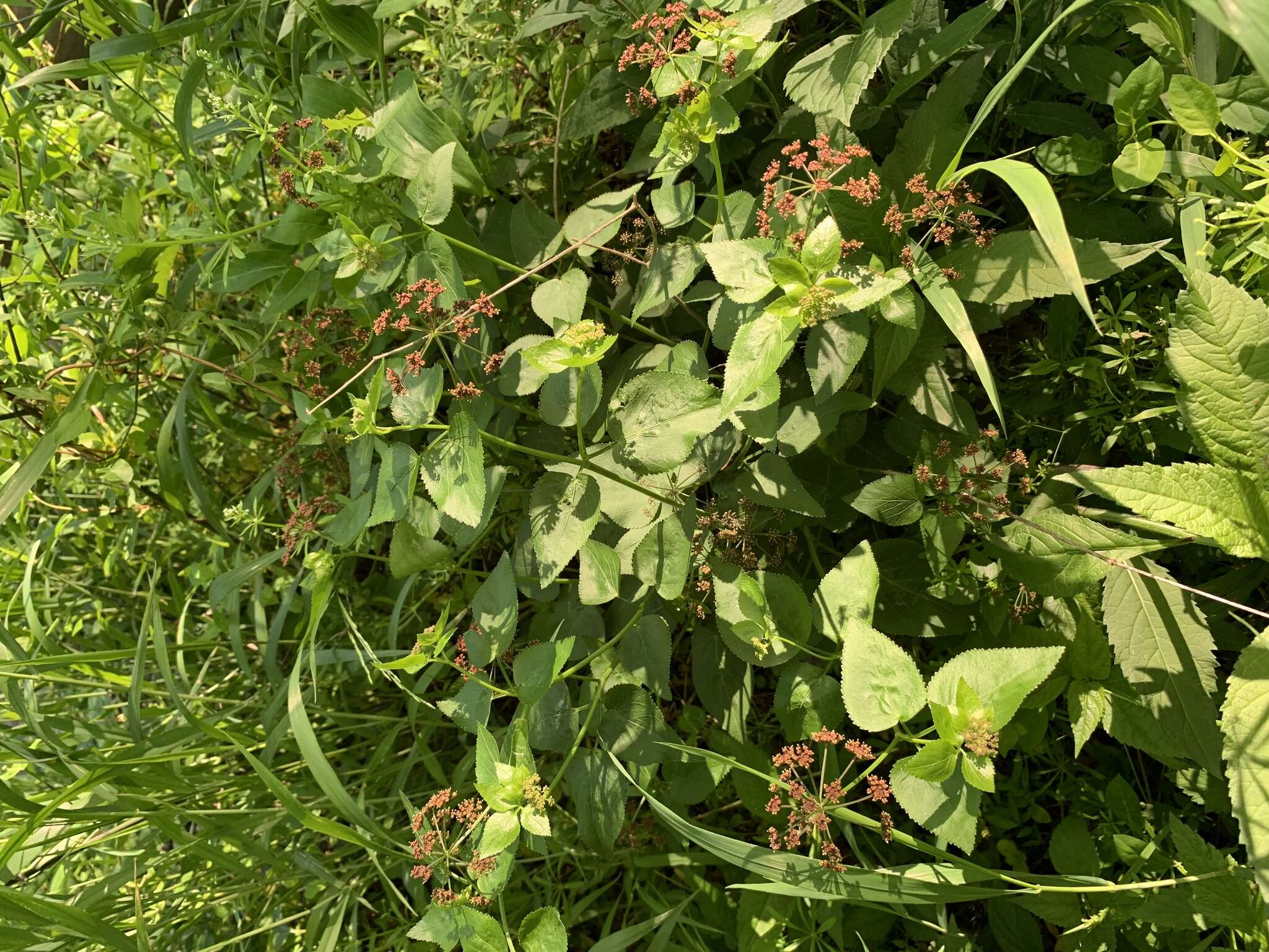 Image of purple meadowparsnip