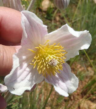 Image of Clematis villosa DC.