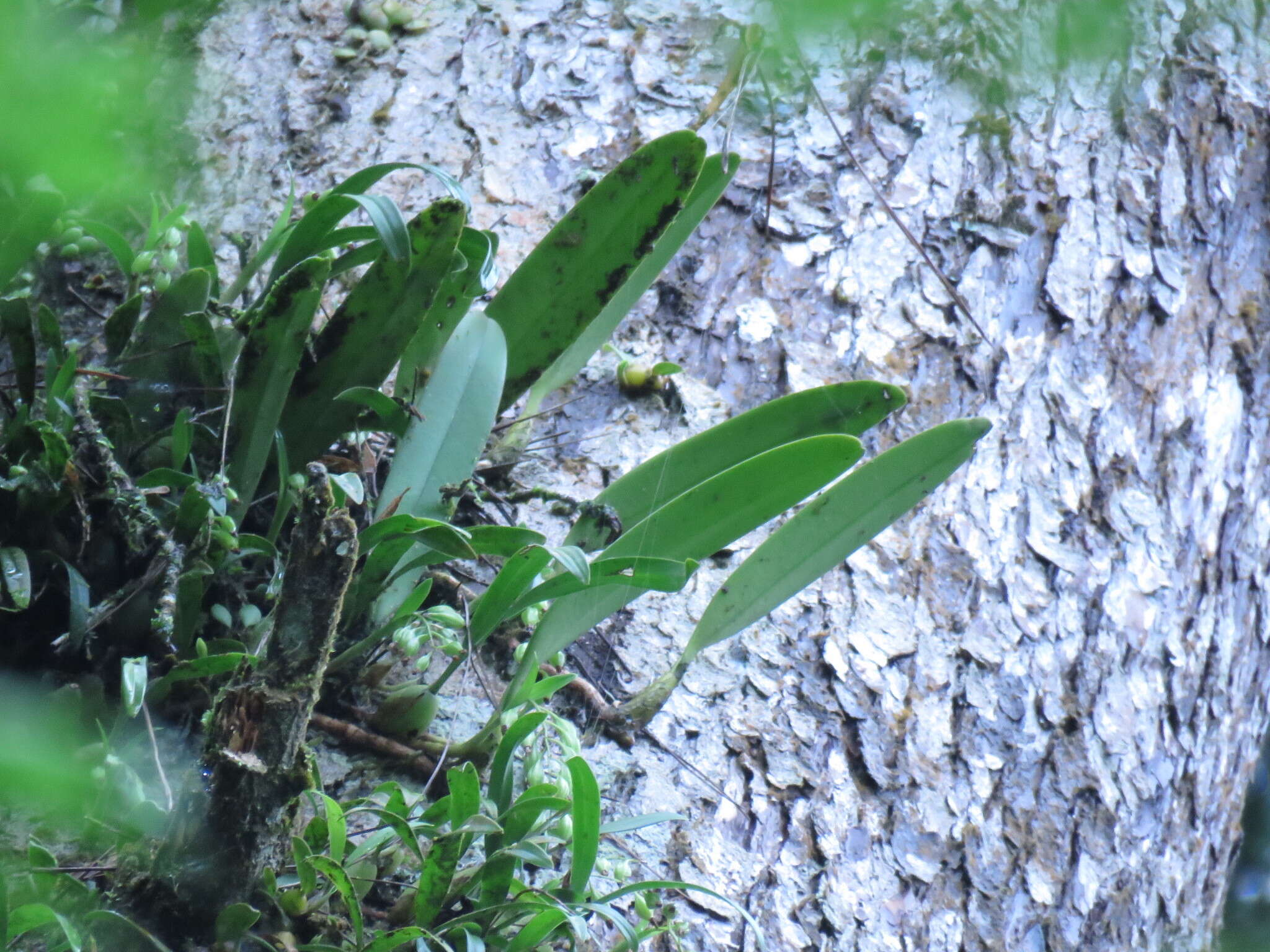 Image of Bulbophyllum affine Wall. ex Lindl.