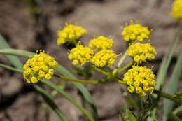 Image of Wasatch desertparsley