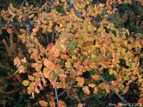 Image of Antarctic Beech