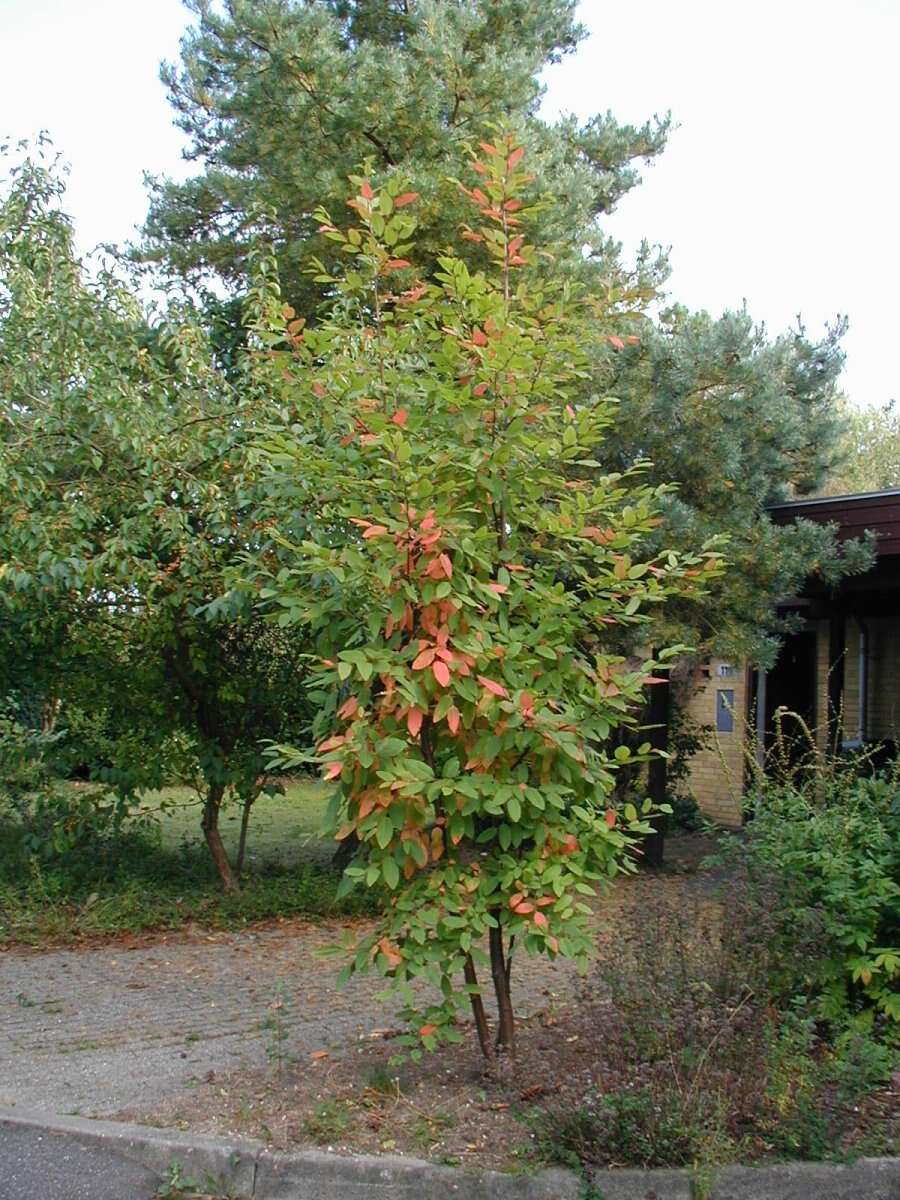 Image de Nothofagus alpina (Poepp. & Endl.) Oerst.