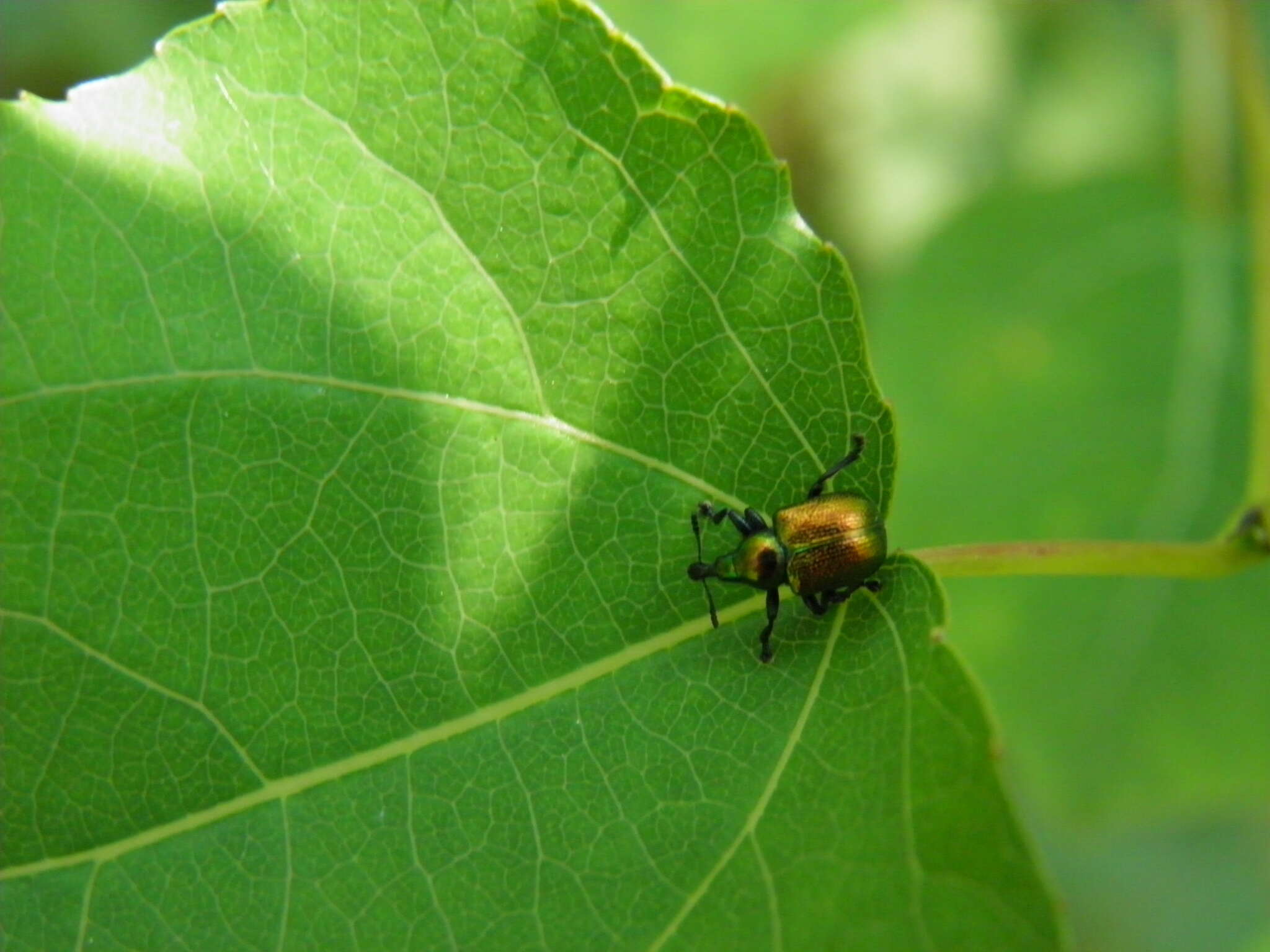 Image of poplar leaf-rolling weevil