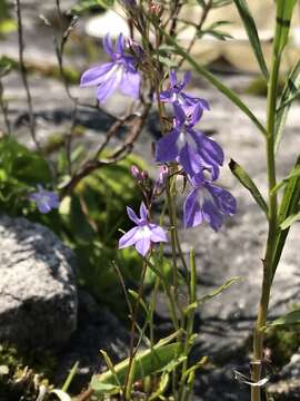 Imagem de Lobelia kalmii L.