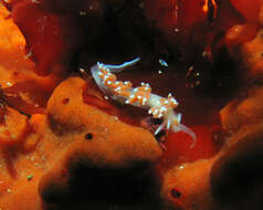 Image of Orange-eyed nudibranch