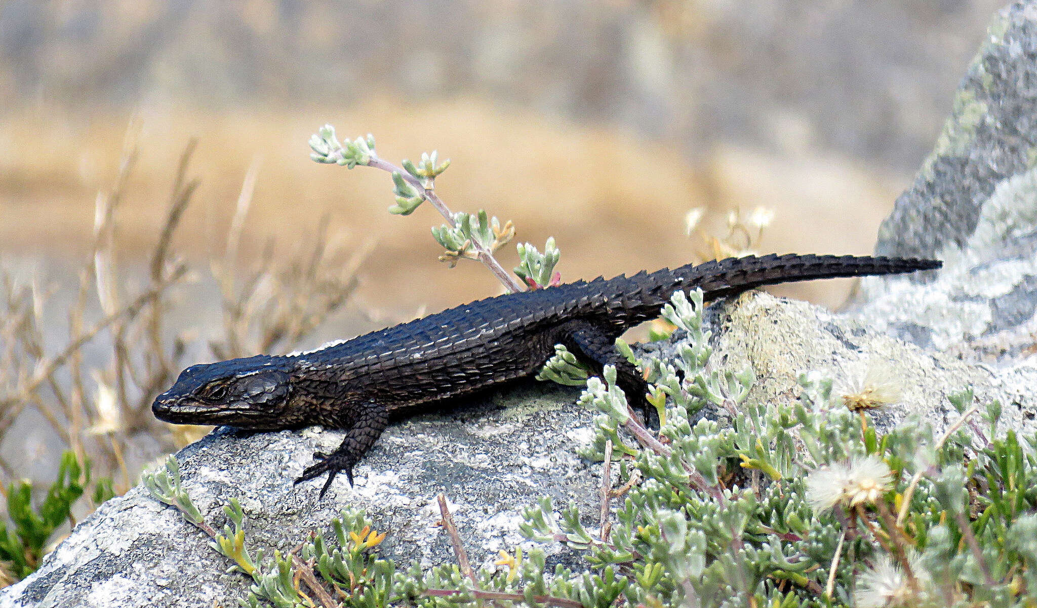 Image of Black girdled lizard