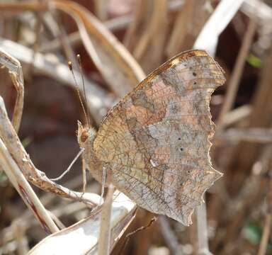 Sivun Polygonia c-aureum Linnaeus 1758 kuva