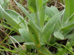 Слика од Helichrysum auriceps O. M. Hilliard