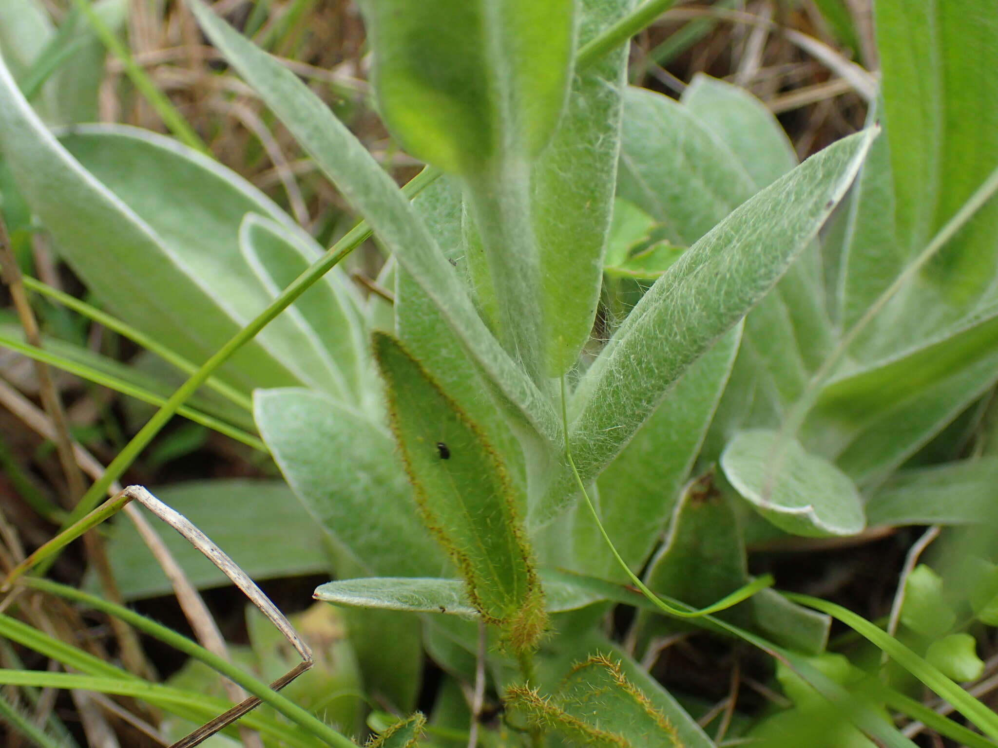 Слика од Helichrysum auriceps O. M. Hilliard