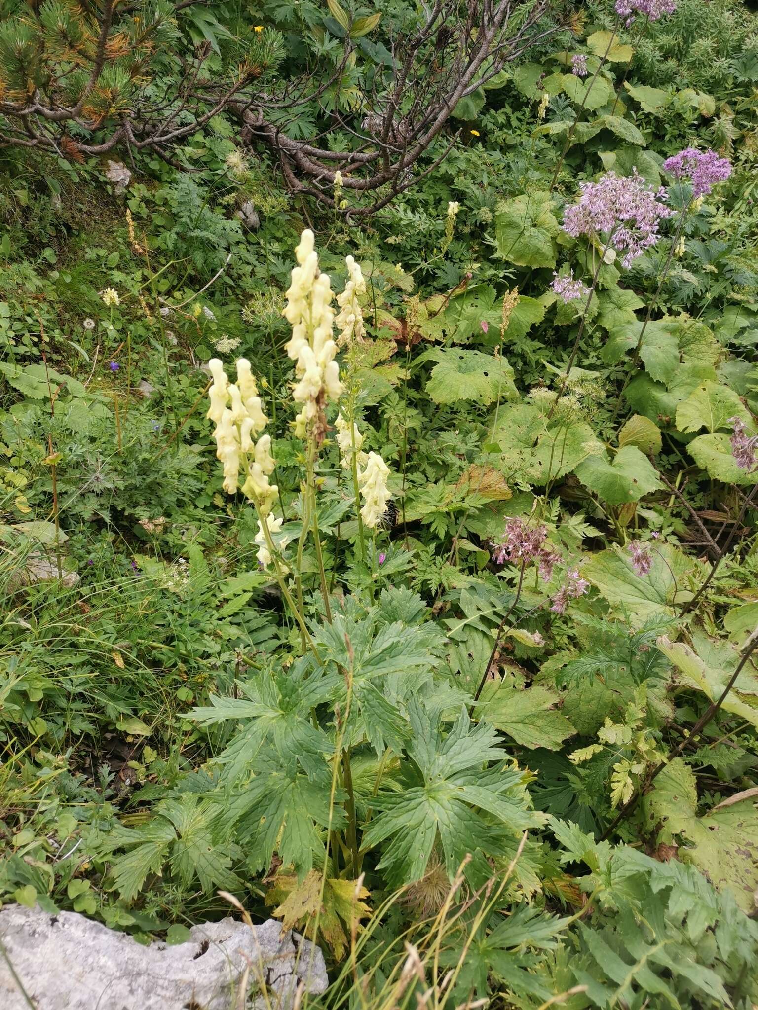 Imagem de Aconitum lycoctonum subsp. neapolitanum (Ten.) Nyman