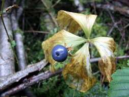 Image of herb Paris