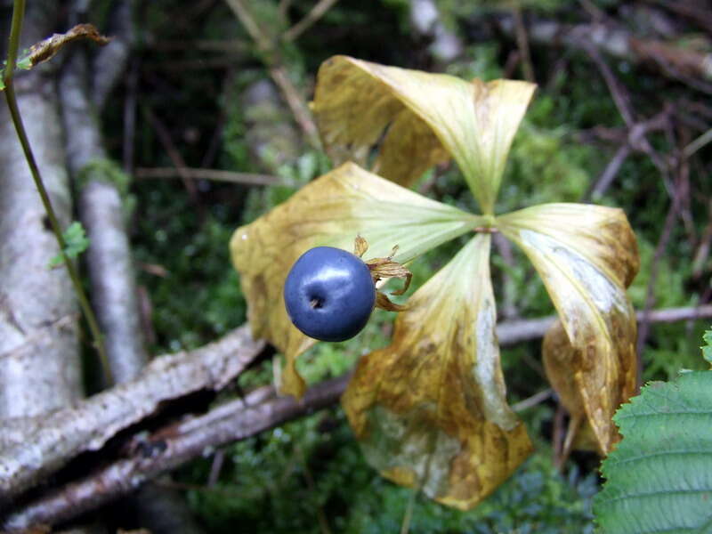 Image of herb Paris