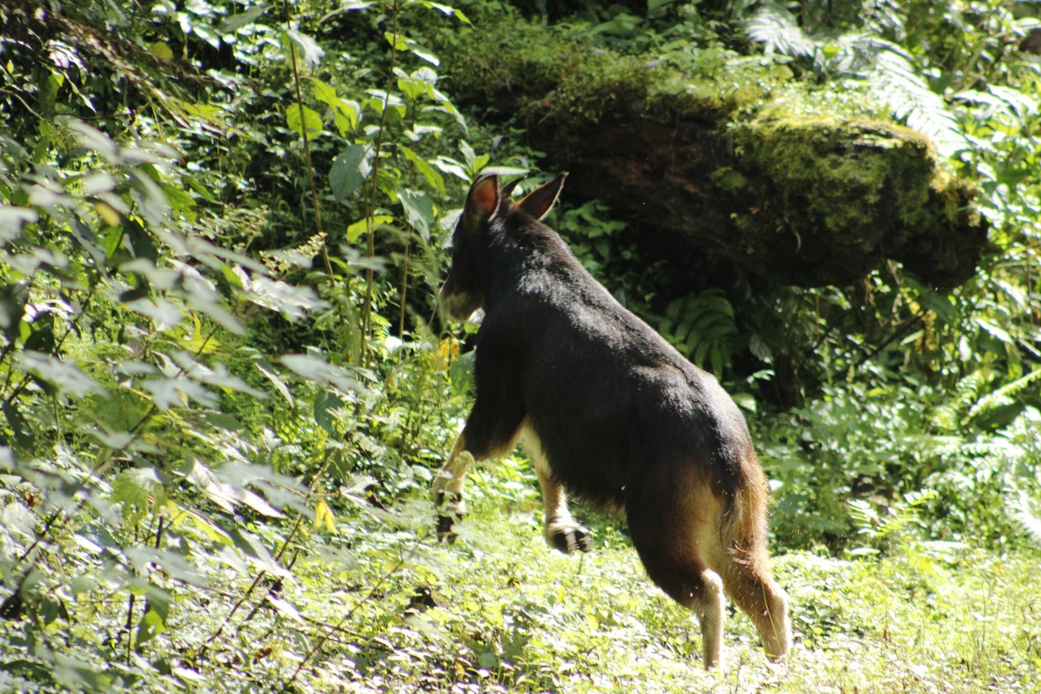 Image of Sumatran serow