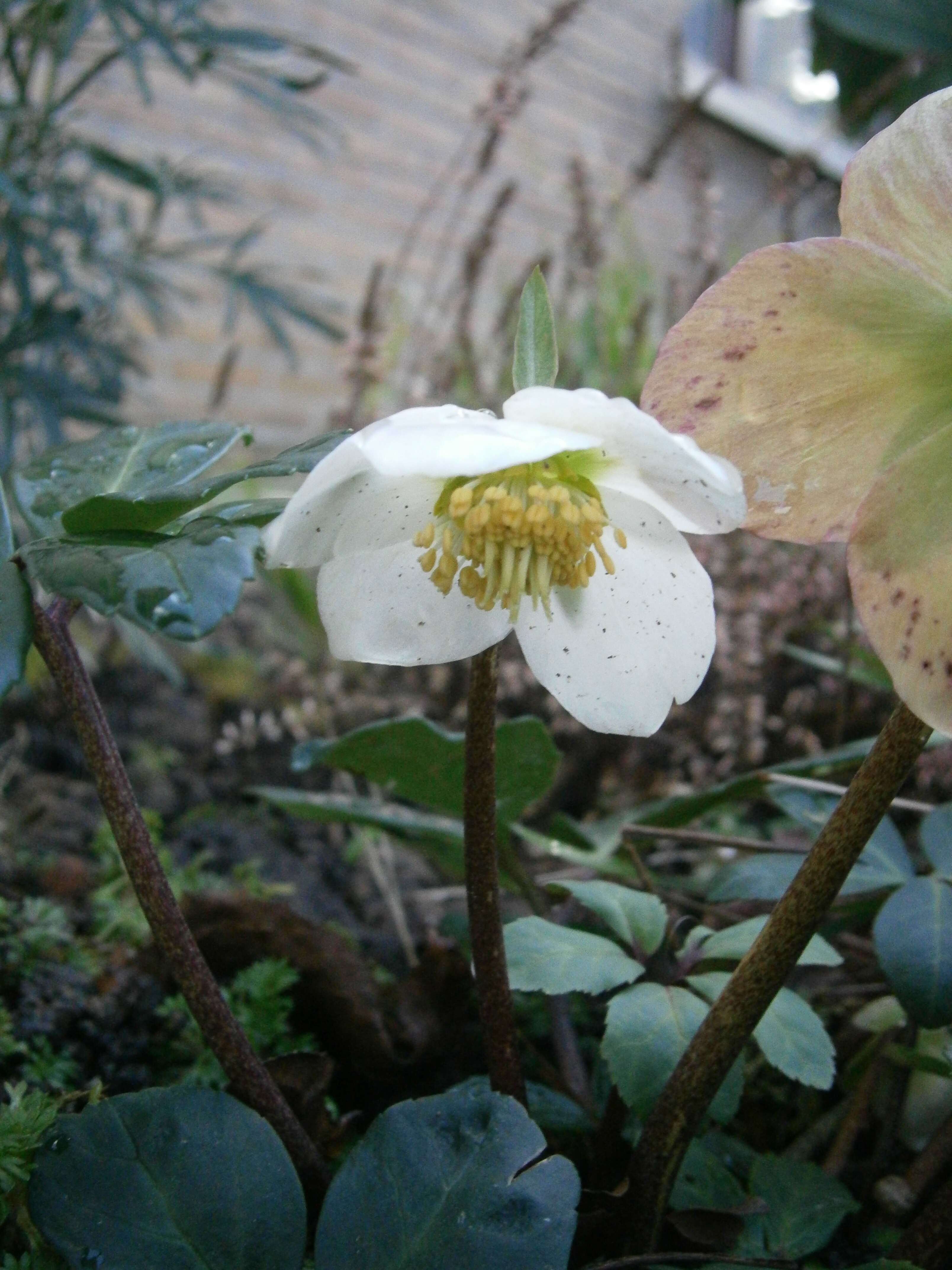 Image of black hellebore