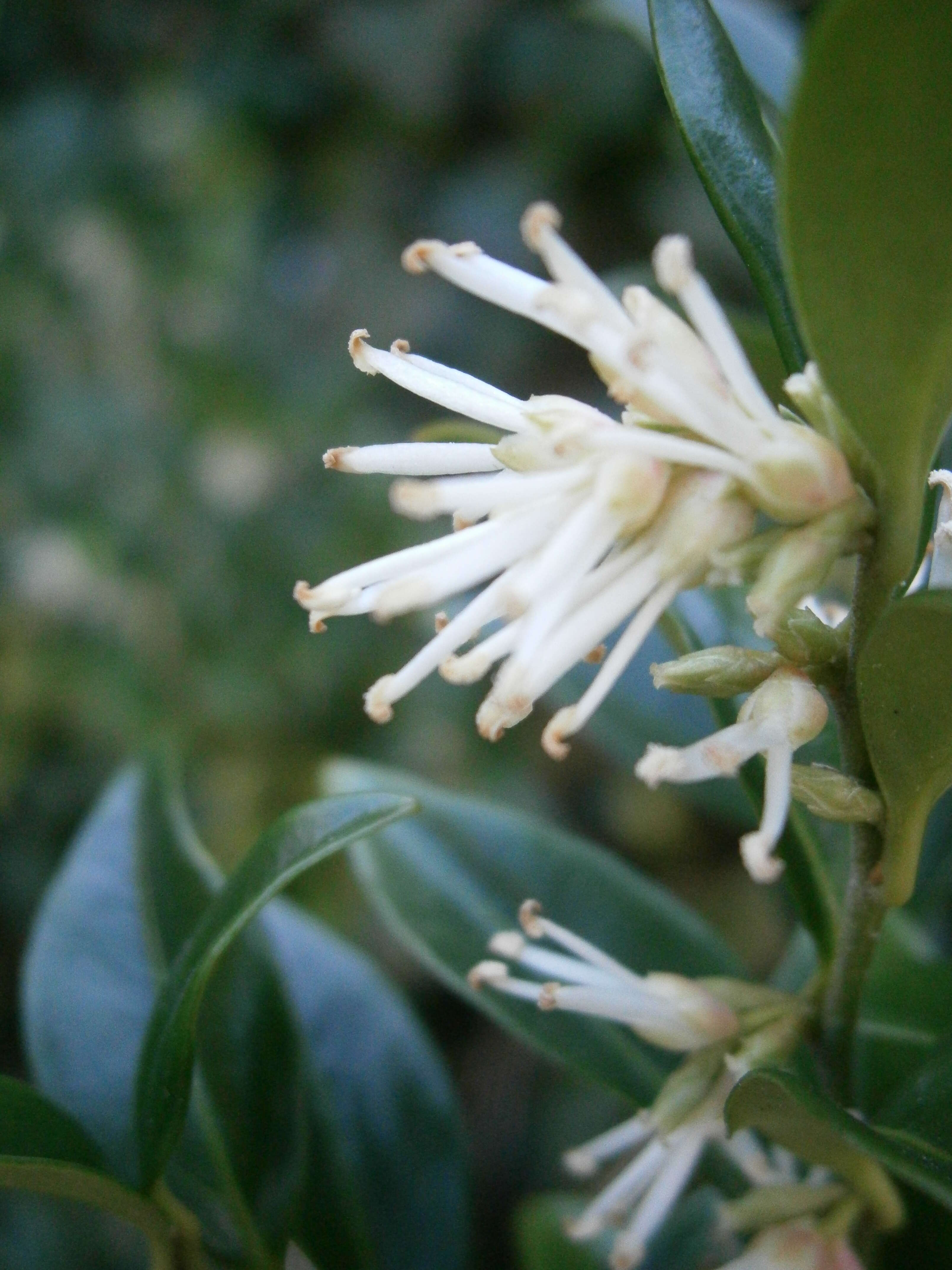 Image of Sarcococca confusa