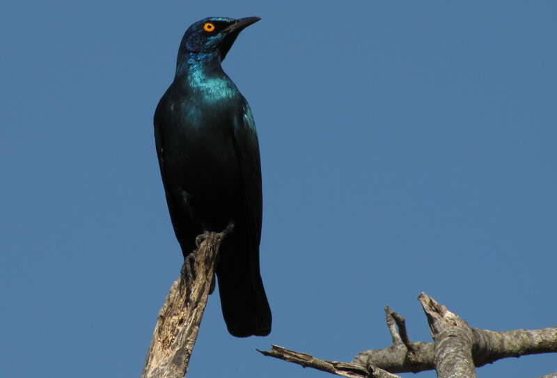 Image of Cape Glossy Starling