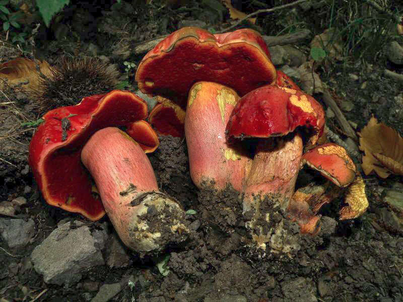 Image of Dupain's Bolete