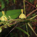 Слика од Epidendrum calothyrsus Schltr.