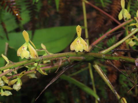 Image of Epidendrum calothyrsus Schltr.