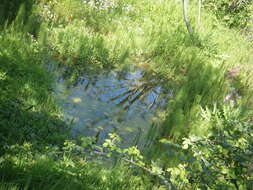 Image of Great Horsetail